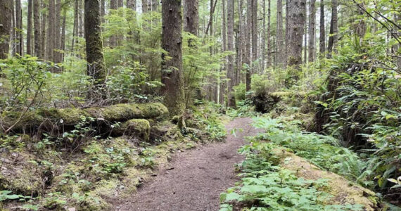A dirt trail winds through a forest with moss, ferns, and tall trees in Olympic National Park. Photo: Spencer Pauley/The Center Square
