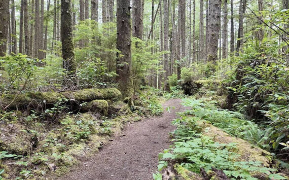 A dirt trail winds through a forest with moss, ferns, and tall trees in Olympic National Park. Photo: Spencer Pauley/The Center Square