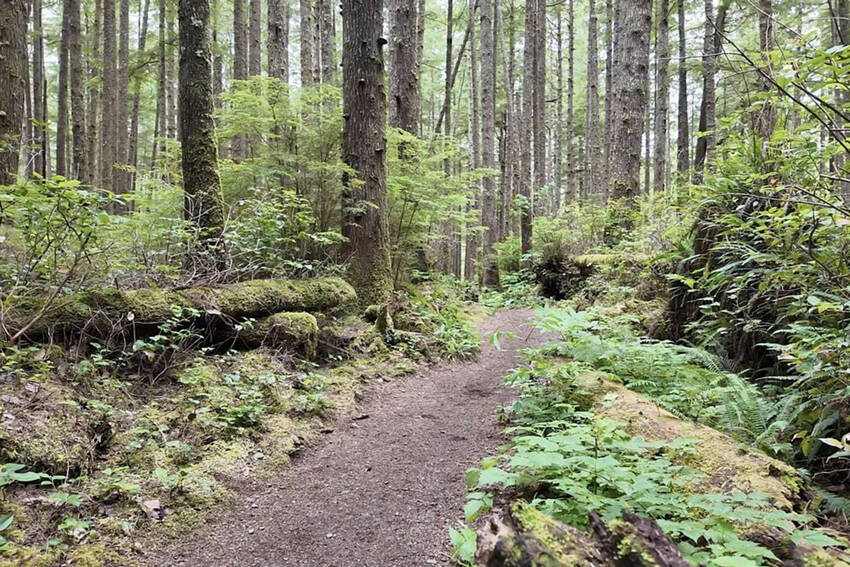 A dirt trail winds through a forest with moss, ferns, and tall trees in Olympic National Park. Photo: Spencer Pauley/The Center Square