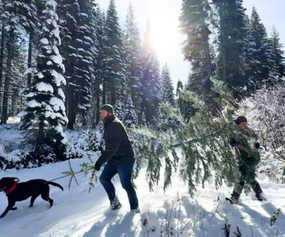 Christmas tree enthusiasts have been visiting national forests since the 1950s to bring a little holiday cheer and a little of their national forest into their homes. Andrew Avitt/USDA Forest Service photo