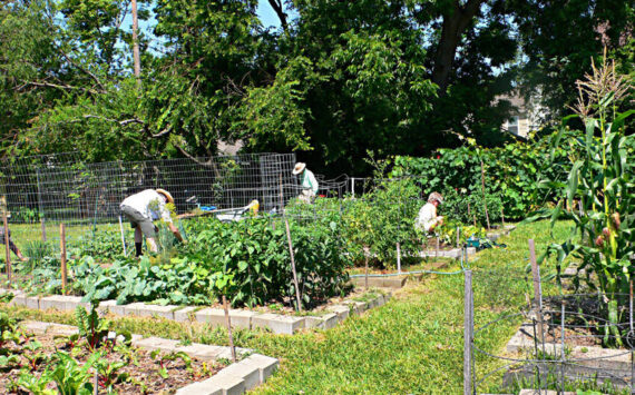 Okanogan County Community Action Councils Harvesting Hope Community Garden initiative is growing across Okanogan County. OCCAC says, These gardens are more than just places to grow fresh producetheyre spaces for learning, connection, and empowerment. Each garden is built with the local community in mind, reflecting the traditions, cultures, and needs of the people who use them. OCCAC photo