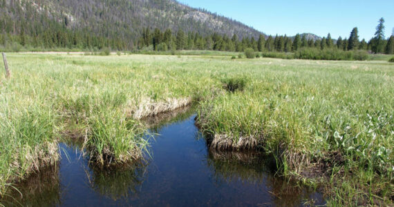 The fen, known locally as Bonaparte Meadows, or simply the bog, the property at the center of this effort lies below local landmark Mount Bonaparte and immediately downstream of Bonaparte Lake. OLT photo