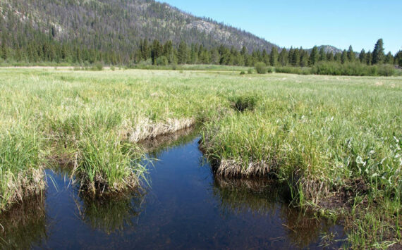 The fen, known locally as Bonaparte Meadows, or simply the bog, the property at the center of this effort lies below local landmark Mount Bonaparte and immediately downstream of Bonaparte Lake. OLT photo