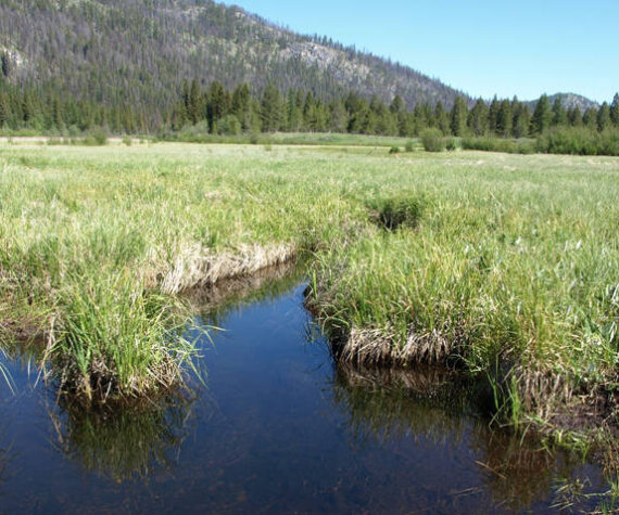 For the Fen: Okanogan Land Trust Rallies community support to protect a unique wetland