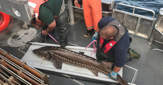 One purpose of the all-electric passenger and work boat might be by the Colville Tribal Fisheries Department, seen here measuring a white sturgeon in 2010. CCT/file photo