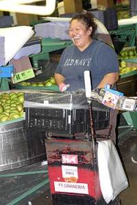 CRACK UP - Consulo Padilla is normally a fast apple packer for Gold Digger Apples, but teasing by her fellow workers as she posed for a picture led to a temporary break in the action as she got a case of the giggles. Padilla was packing for Gold Digger at