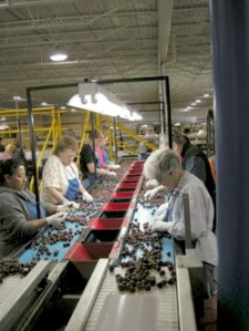 The cherry lines at Gold Digger will employ some 270 people this harvest.