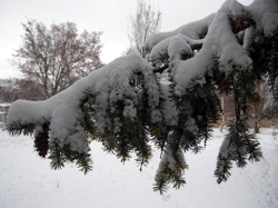 Winter weather has struck Okanogan County in both the valleys and the highlands. The National Weather Service is predicting more snow through Sunday and the County Public Works Department has announced cutbacks in snowplowing. Photo by Gary DeVon
