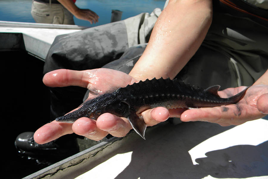 A juvenile white sturgeon
