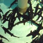 Juvenile sturgeon that have been caught to study..
