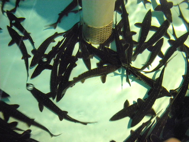Juvenile sturgeon that have been caught to study..