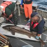 Fisheries staff measure a white sturgeon.