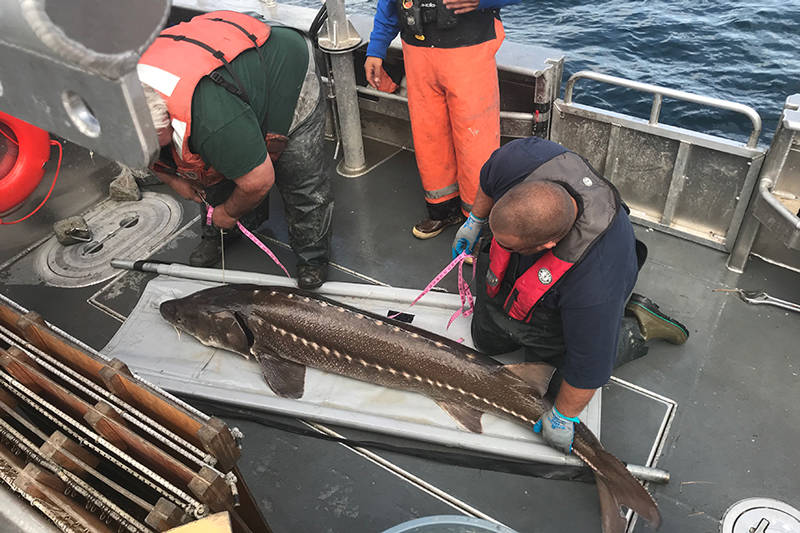 Fisheries staff measure a white sturgeon.