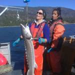 Fisheries staff weigh white sturgeon.