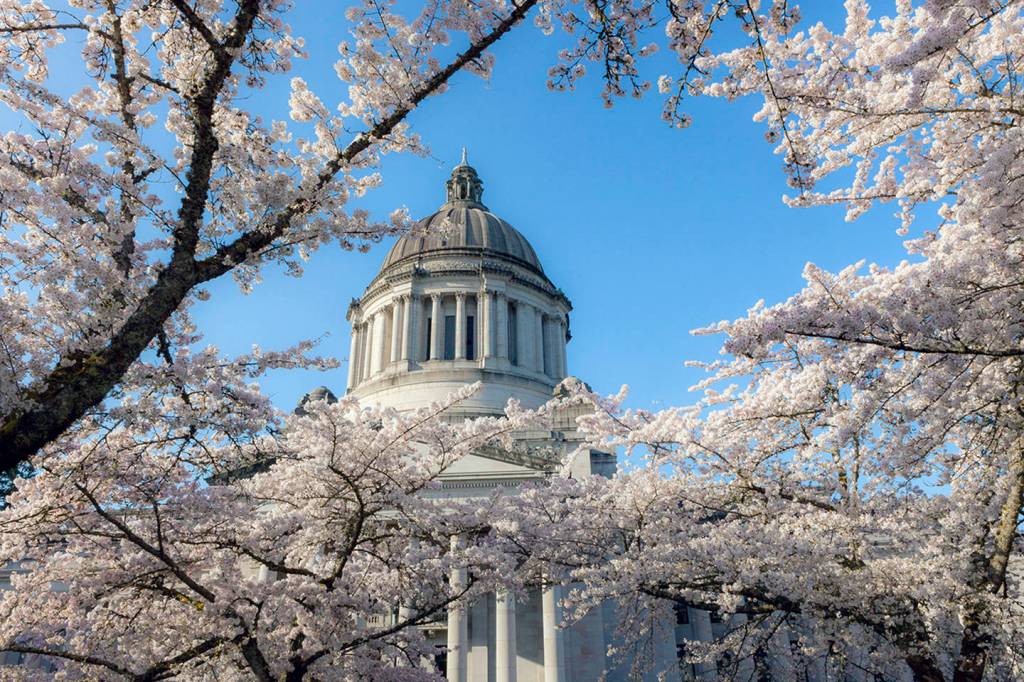 (Linda J. Smith) Cherry trees fully in bloom at the state capital in Olympia.