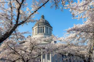 (Linda J. Smith) Cherry trees fully in bloom at the state capital in Olympia.