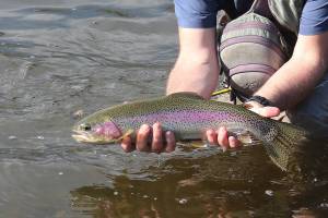 Steelhead and salmon populations in the Columbia River have long been a concern amongst the the operation of federal hydroelectric dams on the river. File photo