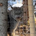 Submitted photo
A caged lynx caught in a live-trap.