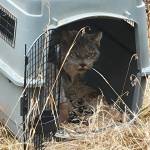 A lynx is transported in an ordinary pet carrier. It will be released onto the Colville Reservation after being relocated from BC, Canada. This is part of a program to reintroduce the lynx to the area.