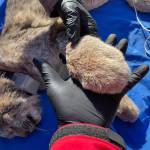 Lynx have very large paws that act like snowshoes to keep them from sinking in the snow. The lynxs paws are able to support twice as much weight on snow.