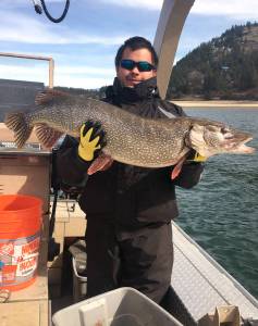 CCT/submitted photo
The Colville Confederated Tribes will pay anglers $10 for every pike head turned in at a designated drop off location through their Northern Pike Reward Program.