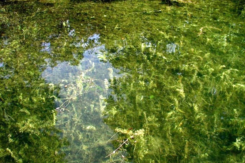 Washington Invasive Species Council photo
The Okanogan County Noxious Weed Control Board, along with Lakeland Restoration,  will be applying herbicides to parts of Osoyoos Lake starting Sept. 1 to help control Eurasian Milfoil infestations. In order to access shallower sections of the lake airboats will be utilized.