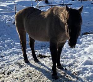 One of the horses found on private property in rural North Okanogan County by the sheriffs office which was investigating reports of several horses not being fed. The investigation found five dead horses and one that was still alive which is being cared for by NO PAWS animal rescue near Oroville. <em>OCSO photo</em>