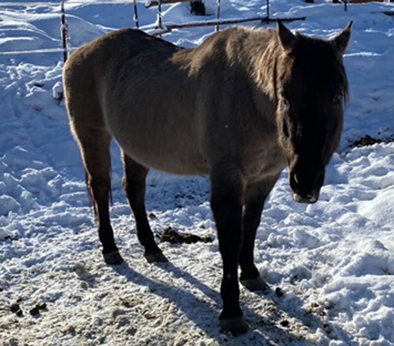 One of the horses found on private property in rural North Okanogan County by the sheriffs office which was investigating reports of several horses not being fed. The investigation found five dead horses and one that was still alive which is being cared for by NO PAWS animal rescue near Oroville. <em>OCSO photo</em>