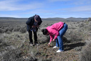 Lewis and his niece Crystal Miller use his puca to dig for cxelusa, or biscuit root, which was hung on strings like garlic, dried and then pounded into a paste that was a mainstay of the Moses-Columbia diet, on Saturday, April 22, 2023. (Dominick Bonny for Crosscut)
