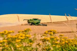 Combine harvesting in Eastern Washington. File Photo