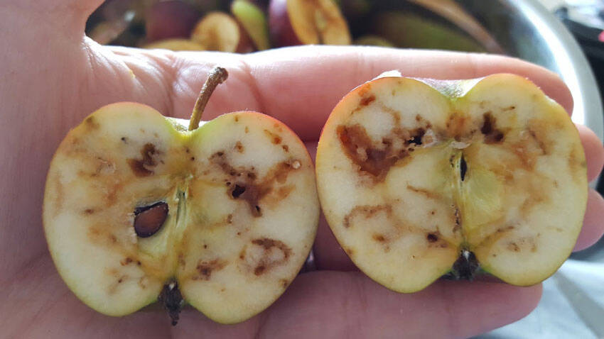 Damage from apple maggots, which are established in Western Washington and some areas of Eastern Washington. WSDA photo