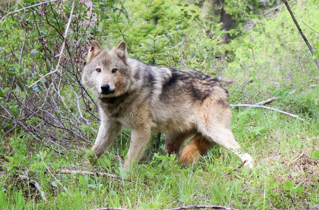 Photo courtesy of the Washington Department of Fish & Wildlife,