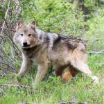 Photo courtesy of the Washington Department of Fish & Wildlife,