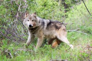 Photo courtesy of the Washington Department of Fish & Wildlife,