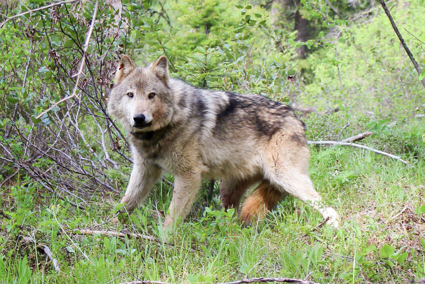 Photo courtesy of the Washington Department of Fish & Wildlife,