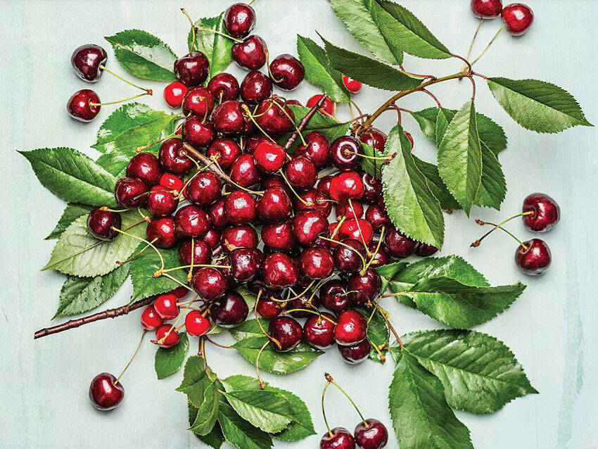 Photo courtesy of the Washington State Department of Agriculture