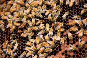 Hundreds of honey bees roam about thousands of cells as they go about their daily duties. Jane Skrypnek/Black Press Media