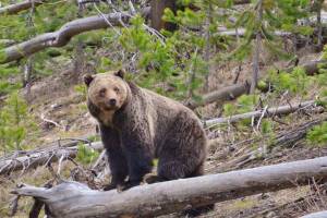 The National Park Service and U.S. Fish & Wildlife want to reintrolduce grizzly bears to the North Cascades in Washington State. <em>Photo by Frank van Manen/USGS</em>
