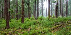 Washington State DNR photo