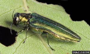 The emerald ash borer on a leaf