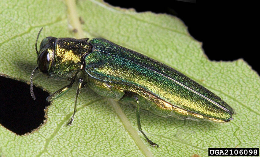 The emerald ash borer on a leaf