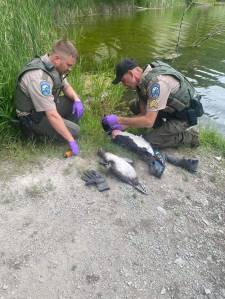 Officers with the Washington State Departtment of Fish & Wildlife are investigating the killling of several loons on Beaver Lake in the Okanogan Highlands. The state has offered an $800 reward for information leading to the arrest and conviction of those responsible for the deaths of the loons. <em>WDFW photo </em>