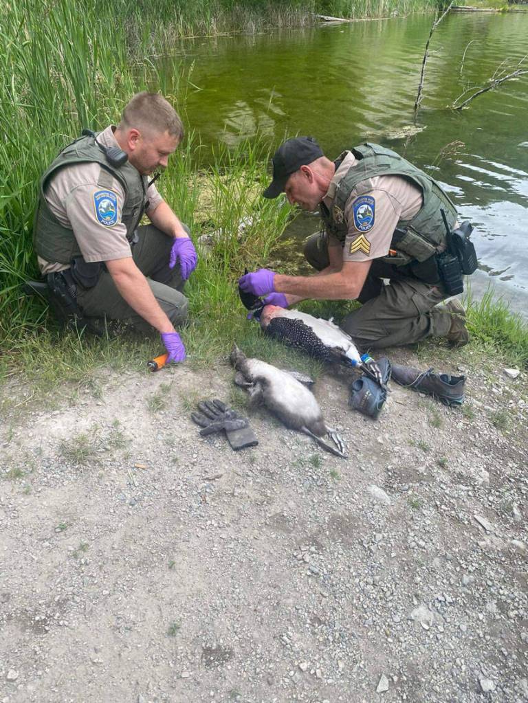 Officers with the Washington State Departtment of Fish & Wildlife are investigating the killling of several loons on Beaver Lake in the Okanogan Highlands. The state has offered an $800 reward for information leading to the arrest and conviction of those responsible for the deaths of the loons. <em>WDFW photo </em>