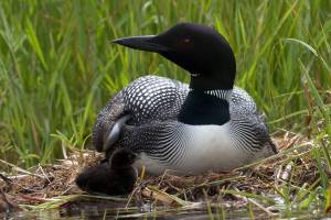 The Okanogan Highlands Alliance is set to host a presentation on the recent declines in the Common Loon population in the Okanogan Highlands, this Friday, Feb.21. The event will be held at the Community Cultural Center, in Tonasket. Submitted photo