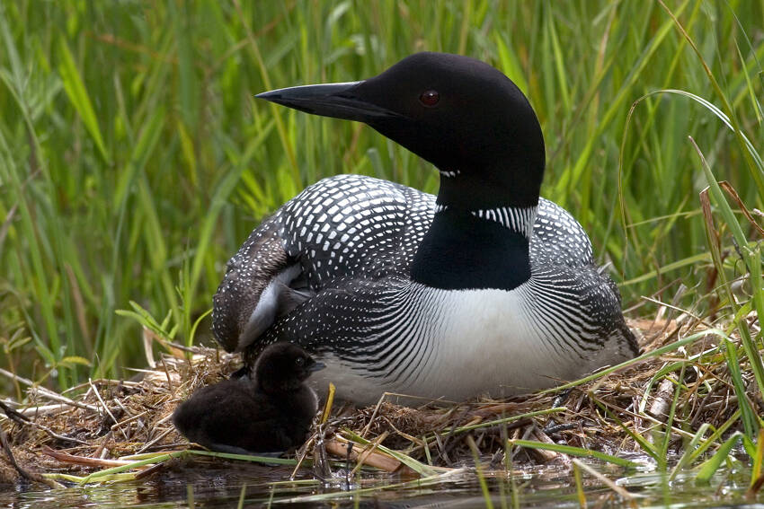 The Okanogan Highlands Alliance is set to host a presentation on the recent declines in the Common Loon population in the Okanogan Highlands, this Friday, Feb.21. The event will be held at the Community Cultural Center, in Tonasket. Submitted photo
