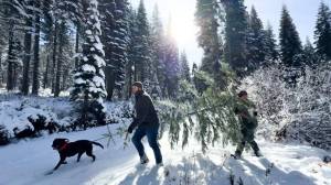 Christmas tree enthusiasts have been visiting national forests since the 1950s to bring a little holiday cheer and a little of their national forest into their homes. Andrew Avitt/USDA Forest Service photo