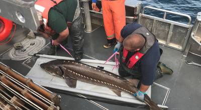 One purpose of the all-electric passenger and work boat might be by the Colville Tribal Fisheries Department, seen here measuring a white sturgeon in 2010. CCT/file photo
