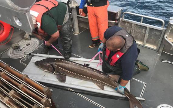 One purpose of the all-electric passenger and work boat might be by the Colville Tribal Fisheries Department, seen here measuring a white sturgeon in 2010. CCT/file photo