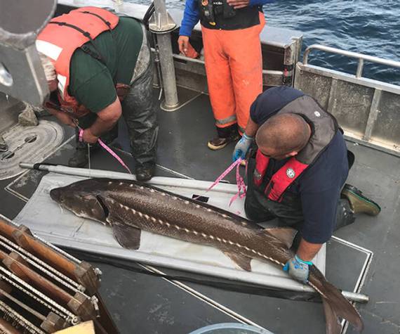 One purpose of the all-electric passenger and work boat might be by the Colville Tribal Fisheries Department, seen here measuring a white sturgeon in 2010. CCT/file photo