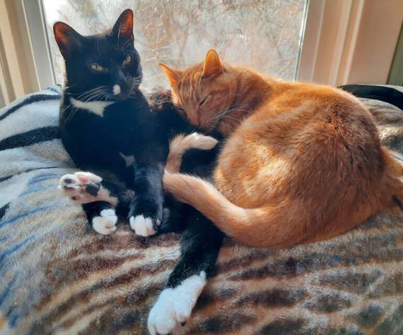 Stray Cat Strut Fundraiser for Animal Foster Care